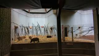 Inside the old elephant house Casson Pavilion at London Zoo [upl. by Aciemaj]