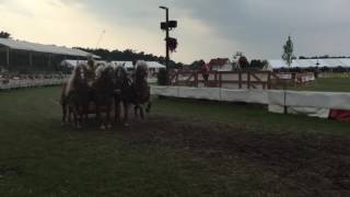 Haflinger Quadriga  Neuer Bahnrekord bei Titanen der Rennbahn 2016 [upl. by Artema]