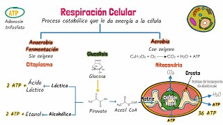 GLUCÓLISIS  explicación breve y sencilla [upl. by Gwendolen564]