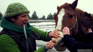 Equine Veterinarian Doc Jenni Treats An Impaction Colic [upl. by Prisilla]