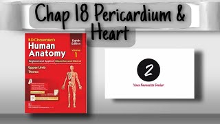 Pericardium and Heart Anatomy  Chapter 18  Thorax  BD Chaurasia  Volume 1 [upl. by Aoket]