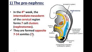 Development of Kidneys1Pronephros and Mesonephros  Dr Ahmed Farid [upl. by Anairol885]