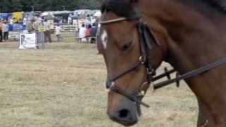 horses with bits slow motion high speed recording [upl. by Yelyab449]