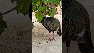 Ocellated Turkey Xcaret Playa del Carmen Mexico tropical Caribbean jungle bird life nature explore [upl. by Eolcin]