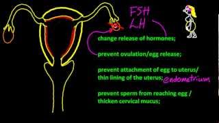 B63 Describe the mode of action of oral contraceptives IB Chemistry SL [upl. by Rossuck]