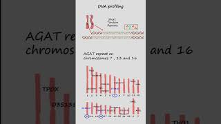 DNA profiling or DNA fingerprinting using Short Tandem Repeats STR’s genetics biology [upl. by Yruy]