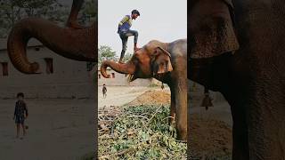 Please sporrt me 🙏👍 elephant animals funny shorts youtubeshorts love sad viralvideo status [upl. by Brion]