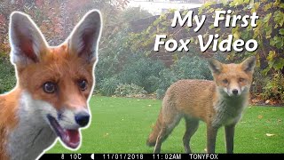 My first fox video [upl. by Ynaoj27]