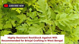 Best RootStock For Brinjal Grafting in West Bengal  Grafted Brinjal West Bengal [upl. by Wallach]