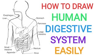 How to draw human digestive system  Well labelled diagram  Digestion  Easily  Quickly  For exam [upl. by Valente887]