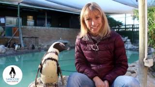 Michaela Strachan appeals to the public to help build SANCCOBs penguin hospital [upl. by Suraved]