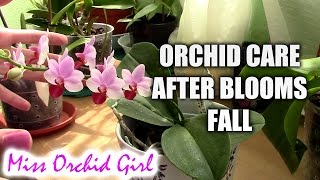 How to care for orchids after blooms fall [upl. by Fatma]