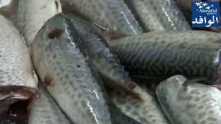 Farine et Huile De Poisson  صناعة دقيق السمك [upl. by Annayek61]