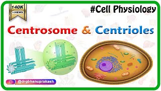 Centrosome and centrioles  USMLE Cell physiology Animations [upl. by Aicilaanna147]