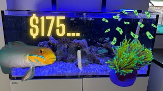 I SPEND another 175 on FISH and CORAL  Reef Adventure Update 5 [upl. by Nickie]