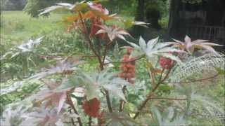 poisonous plants castor bean [upl. by Bates]