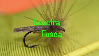 Leuctra Fusca fly tying whith Ezio Celeschi [upl. by Renruojos597]