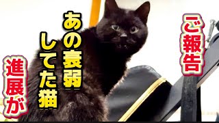 ご報告あの衰弱してた猫がついに手術決定Announcement The surgery date for the emaciated cat has finally been decided [upl. by Quill]