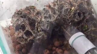 Massive Leafcutter ant colony [upl. by Arahat]