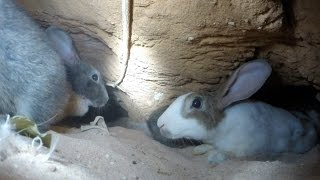 An adventure inside a rabbits warren HD  GoPro [upl. by Attena459]