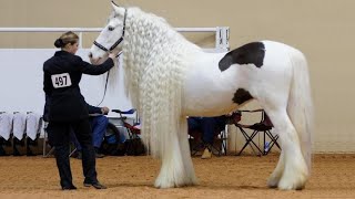 25 Most Beautiful Horses on Planet Earth [upl. by Arahat303]