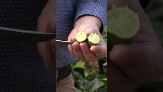 Le CITRON CAVIAR un AGRUME très en vogue😀CONSEILS CULTURE et ENTRETIEN [upl. by Yarod]