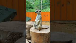 Funny meerkat video in 4k shorts ytshorts meerkat funny kids animal 4k [upl. by Arrait]