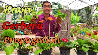 How to Propagate GERBERA Plants [upl. by Astra599]