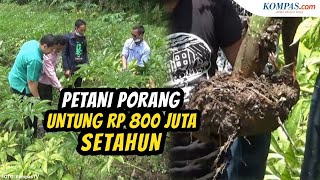 Cerita Petani Budidaya Tanaman Porang Untung Rp 800 Juta dalam Setahun [upl. by Entwistle]