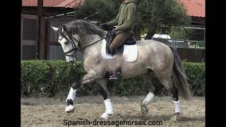 Quality Lusitano gelding for upper dressage [upl. by Berl259]