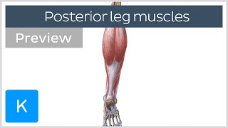 Posterior Leg Muscles Overview preview  Human Anatomy  Kenhub [upl. by Squier]