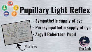 Pupillary Light Reflex  Argyll Robertson Pupil  Special Senses Physiology [upl. by Nahej]