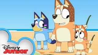 Bluey Season 3 Episode 41 quotStickbirdquot Episode Clip  disneyjr x BlueyOfficialChannel [upl. by Nathalie]