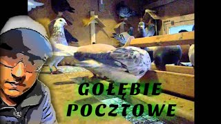 gołębie pocztowe [upl. by Lamhaj]