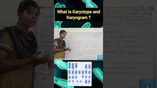 Karyotype and Karyogram deepikasciencecorner karyotype karyogram biology class10science [upl. by Cardon]