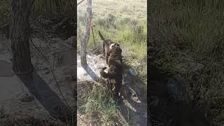 Muddy Paws and Watery Fun Bernese Mountain Dog Siblings Outdoor Antics [upl. by Deming]