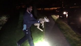 Watch Police Rescue Newborn Deer Trapped in Storm Drain [upl. by Becka]