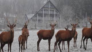 Hotel Heiderhof  Obersteinebach  Germany [upl. by Dnanidref330]