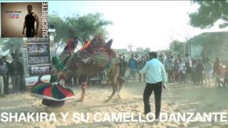 CAMELLO BAILADOR DE LA INDIA [upl. by Halladba321]