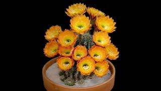 Coccineus cactus cactus flowers Echinocereus Coccineus spectacularvlogger shortvideo [upl. by Odla672]