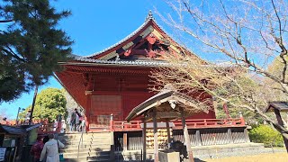 Sophies Garden 东京上野公园，盆景，宽永寺和樱花 [upl. by Walter]