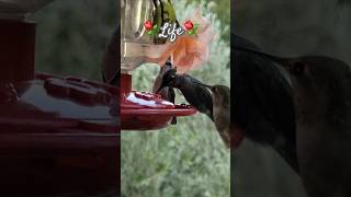 ⚘️Life⚘️ birds hummingbirds drewwiegman cello HUMMINGBIRDS [upl. by Ivers]