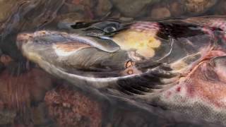 To The Journeys End The Lifecycle of the Atlantic Salmon [upl. by Ahsaercal]