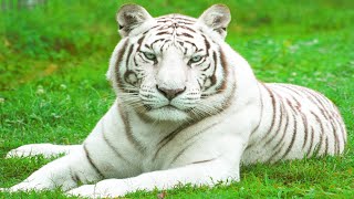 White Tiger Animal Natural Life of White Tiger Animals [upl. by Rafe]