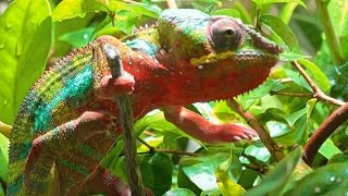 Chamäleon Pantherchamäleon Senegal Chameleons 4K [upl. by Sillig]