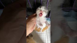 Anggry kitten cute funny moments 😍 cat kitten kucinglucu cute cat [upl. by Halimak641]