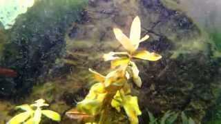 Blue Green Algae Aquarium How to remove Part 2 [upl. by Torrell]