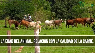 Edad del Bovino en Relacion con la Calidad de la Carne  TvAgro por Juan Gonzalo Angel Restrepo [upl. by Louise]