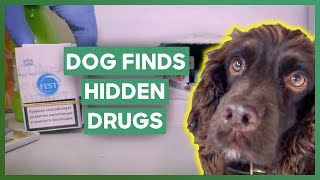 Police Dog Finds Illegal Tobacco Stashed In Walls  Dog Detectives [upl. by Annaer720]