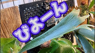 植物初心者が冬の室内管理してみた結果！【植物】 [upl. by Nhojleahcim128]